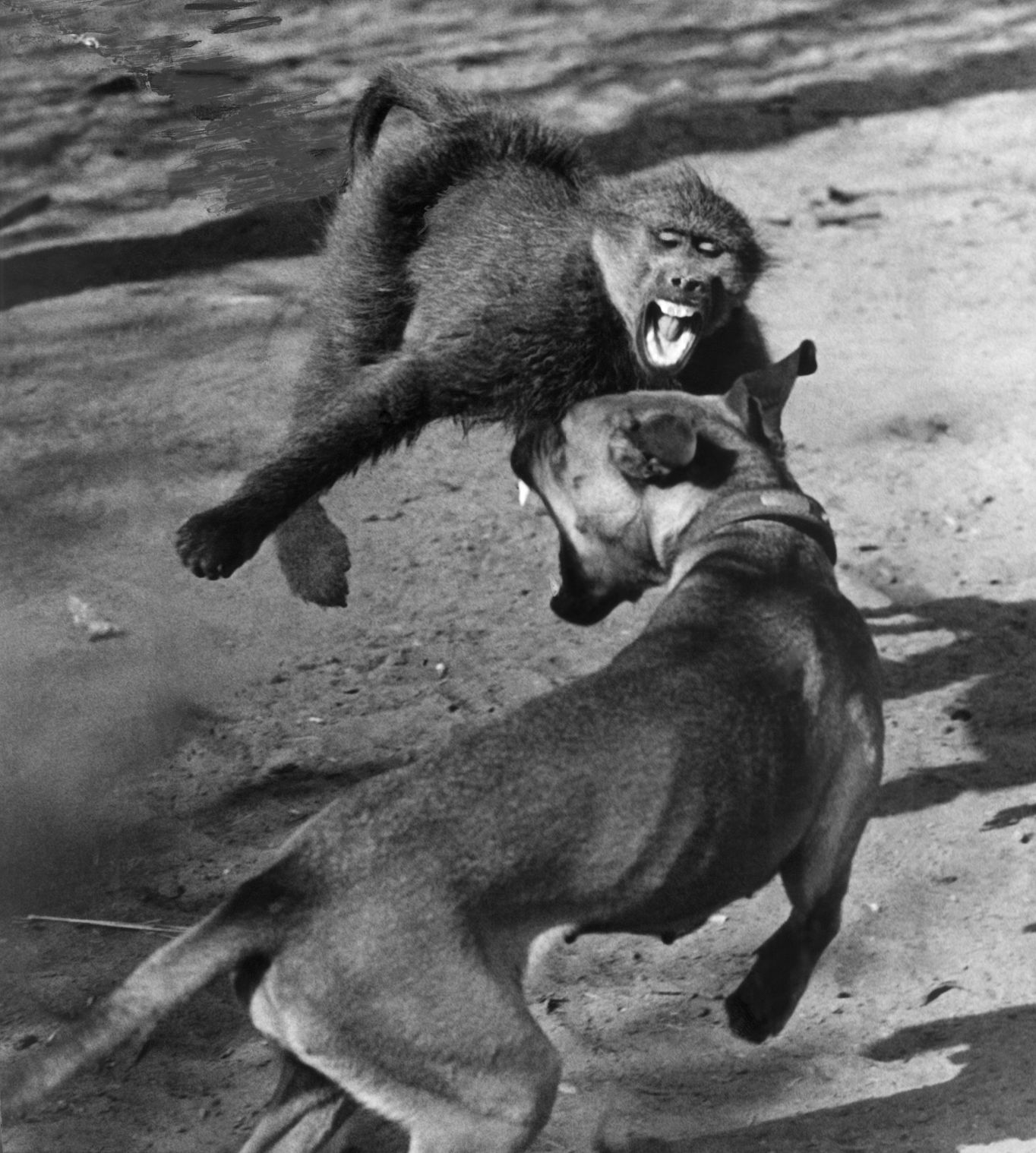 Animals Unusual Combos
